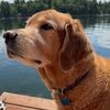 barkingloon